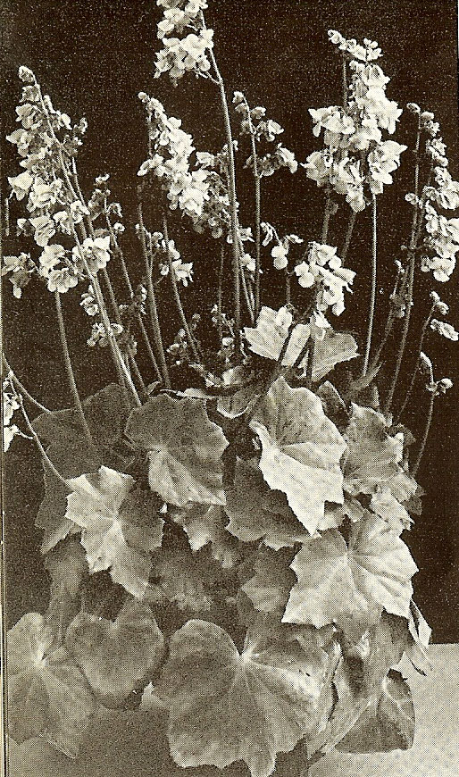 B. ‘Heracleicotyle’